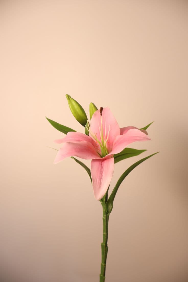 Pink Long Stem Lily